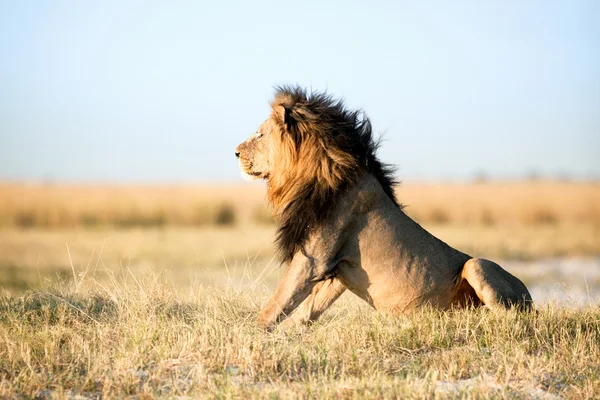 Lion in Africa — Stock Photo, Image
