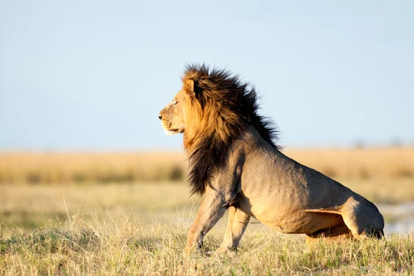 Lion in Afrika — Stockfoto