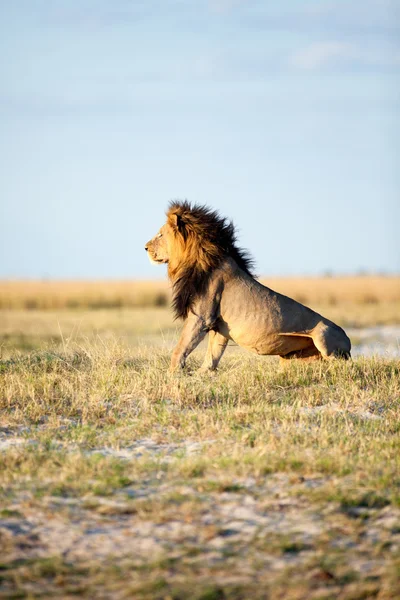 León en África — Foto de Stock