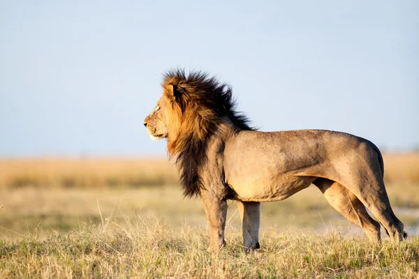 León en África — Foto de Stock