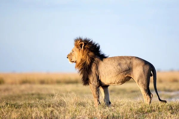 Lejon i Afrika — Stockfoto