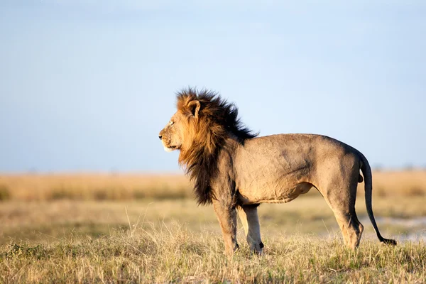 Leone in Africa — Foto Stock