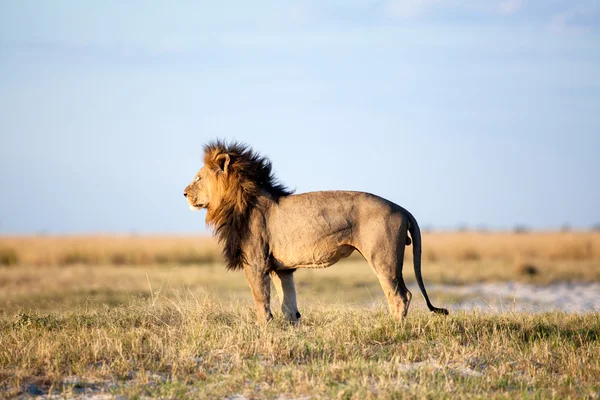 Лев в Африці — стокове фото