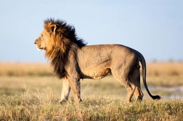 在非洲的狮子 — 图库照片