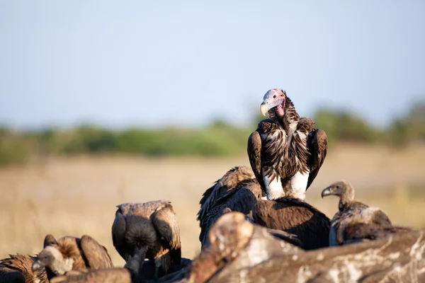Avvoltoio su una carcassa — Foto Stock
