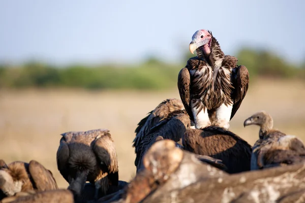 Gier op een karkas — Stockfoto