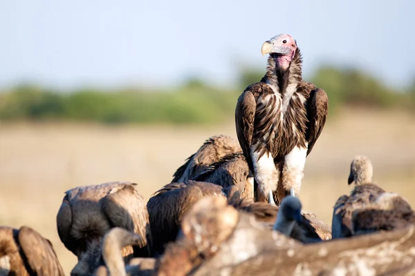 Gier op een karkas — Stockfoto