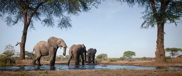 Olifant bij water hole in Botswana — Stockfoto