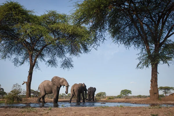 Olifant bij water hole in Botswana — Stockfoto