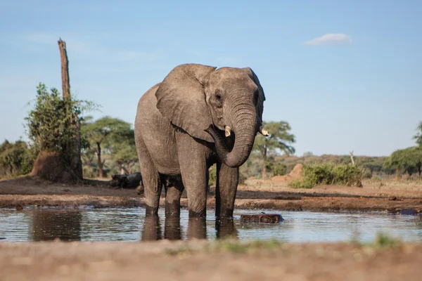 Elefante en el agujero de agua en Botswana — Foto de Stock