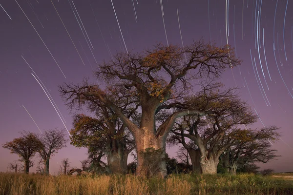 Baines baobabs Botswana — Photo