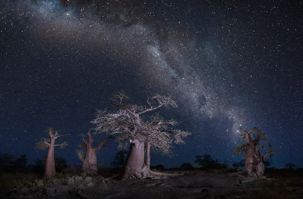 Baines Baobab Botswana Stockfoto