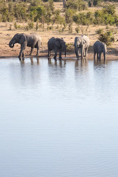 Olifant bij water hole in Botswana — Stockfoto