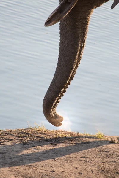 Details of a bull elephant — Stock Photo, Image