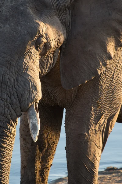Podrobnosti o sloní býk — Stock fotografie