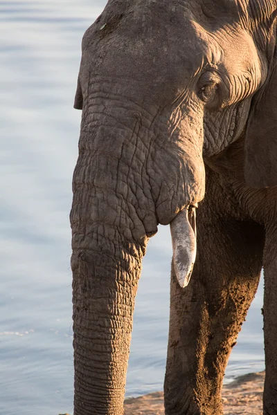 Detalhes de um elefante de touro — Fotografia de Stock