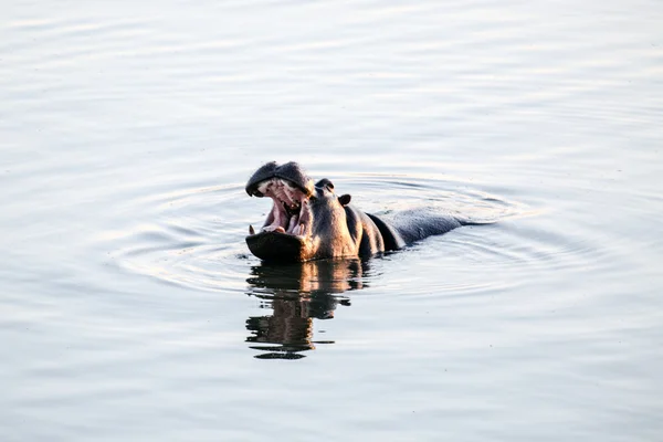 Hippo gäspar i vatten — Stockfoto