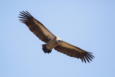 Vulture in Africa. clipart