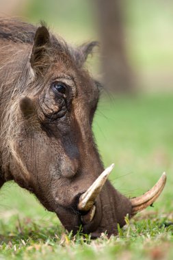 Yeşil çimenlerin üzerinde otlatma warthog