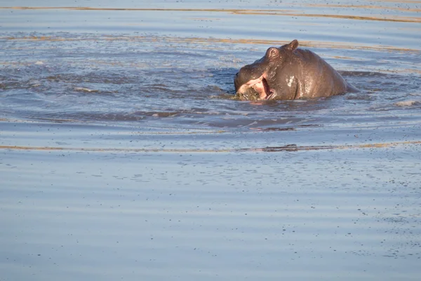 Hippo es una presa en Zimbabue —  Fotos de Stock