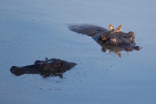 Flodhäst är en dam i Zimbabwe — Stockfoto