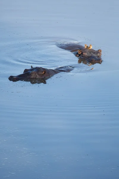 Hipopotam Zimbabwe bir baraj olduğunu — Stok fotoğraf