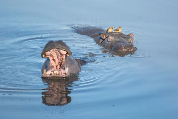 Nilpferd ist ein Damm in Zimbabwe — Stockfoto