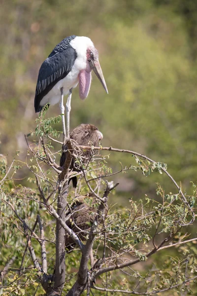 Vulture en Afrique . — Photo