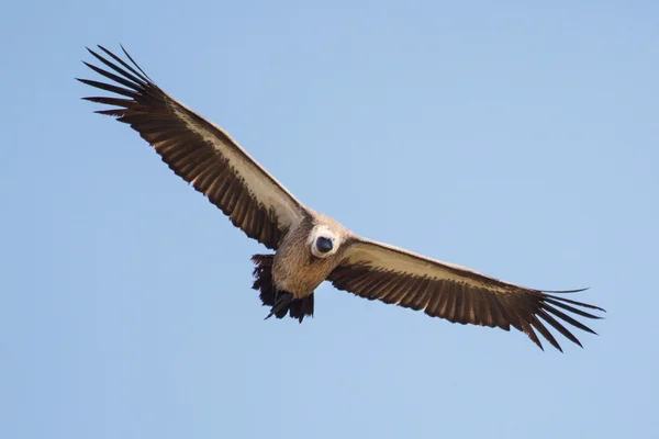 Vulture en Afrique . — Photo