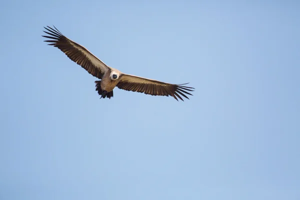 Avvoltoio in Africa . — Foto Stock