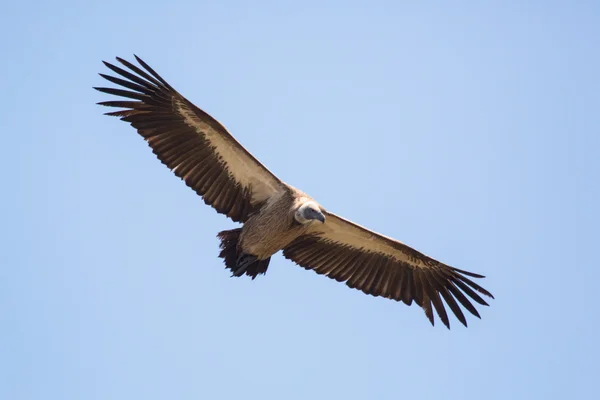 Vulture en Afrique . — Photo