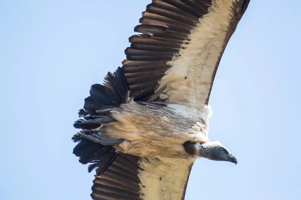 Geier in Afrika. — Stockfoto