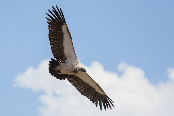 Vulture in Africa.