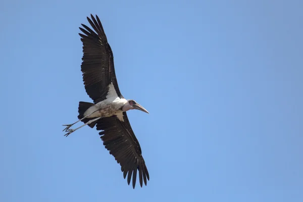 Avvoltoio in Africa . — Foto Stock