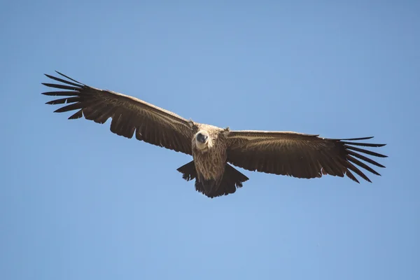 Vulturul în Africa . — Fotografie, imagine de stoc