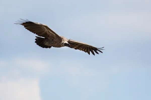 Vulture in Africa. — Stock Photo, Image