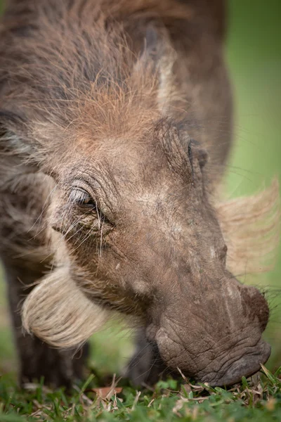 Yeşil çimenlerin üzerinde otlatma warthog — Stok fotoğraf