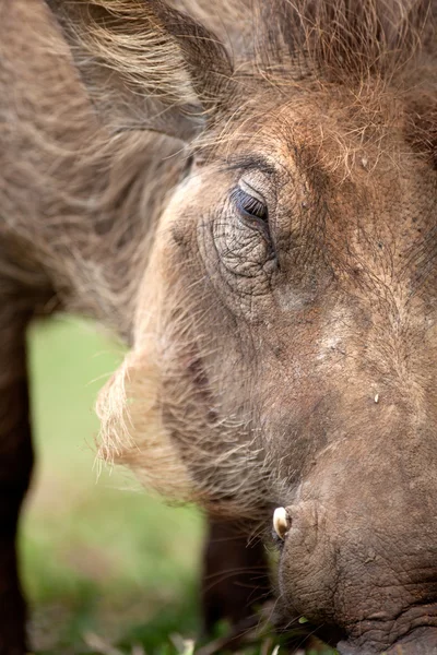 Warzenschwein weidet auf grünem Gras — Stockfoto