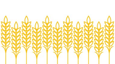 Buğday desenli duvar kağıdı. Yulaf sembolü. Metin için boş alan. Pirinç işareti. Pirinç desenli duvar kağıdı.