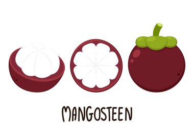 Mangosteen vektörü. Beyaz arkaplanda Mangosteen.