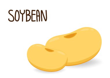 Soya fasulyesi vektörü. Beyaz arka planda soya fasulyesi. Metin için boş alan.