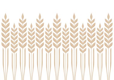Beyaz arka planda buğday deseni vektörü. Yulaf ya da Tahıl deseni. Paddy arkaplanı.