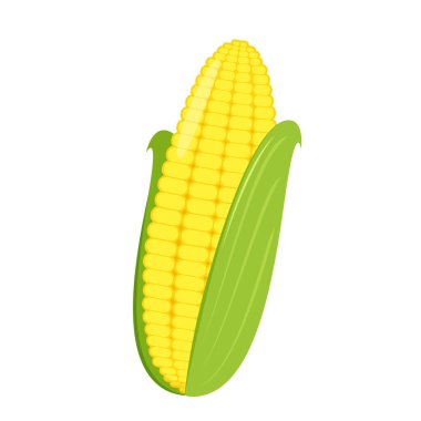 Mısır yalıtılmış vektör .yarım ve tahıllar farklı açılarda beyaz üzerinde. Mısır vektörü.