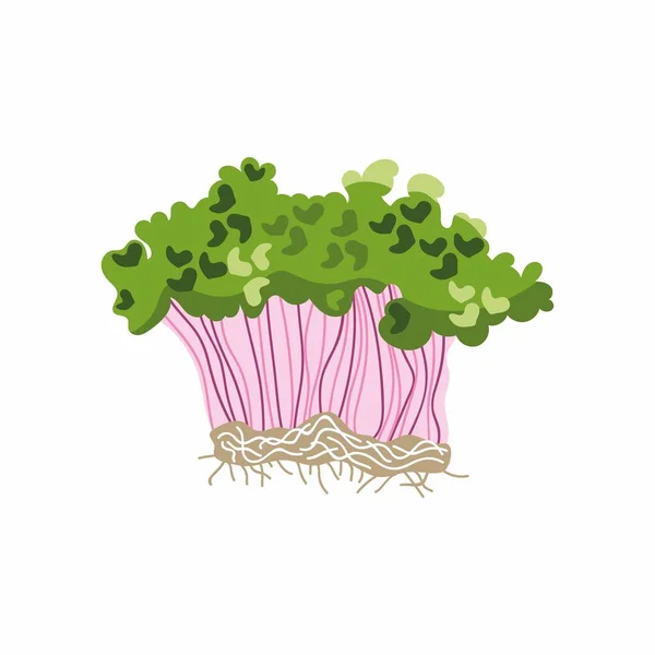 マイクログリーンの束のベクトル図 若い芽 新鮮な芽 健康食品 成長マイクログリーン 窓辺の菜園 白地に隔離された — ストックベクタ
