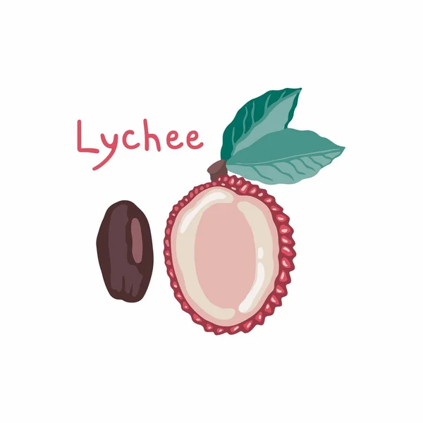 Vector Illustration Half Lychee Leaves Bone Chinese Plum Exotic Fruit — Stock Vector