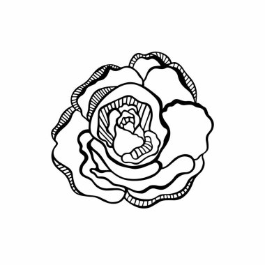 Çizgi sanatının vektör illüstrasyonu yükseldi. Gül çiçeği süslemesi, dövme, boyama. Beyaz arkaplanda siyah çizgiler izole edildi.