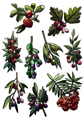 Vektör meyveleri, erik, rowan, zeytin, yaban mersini, üzümleri, üzümler, kirazlar, beyaz arka planda izole edilmiş, çizgi film tarzı, botanik, çocuk kitapları, çıkartma, kartpostal, orman, bahçe.