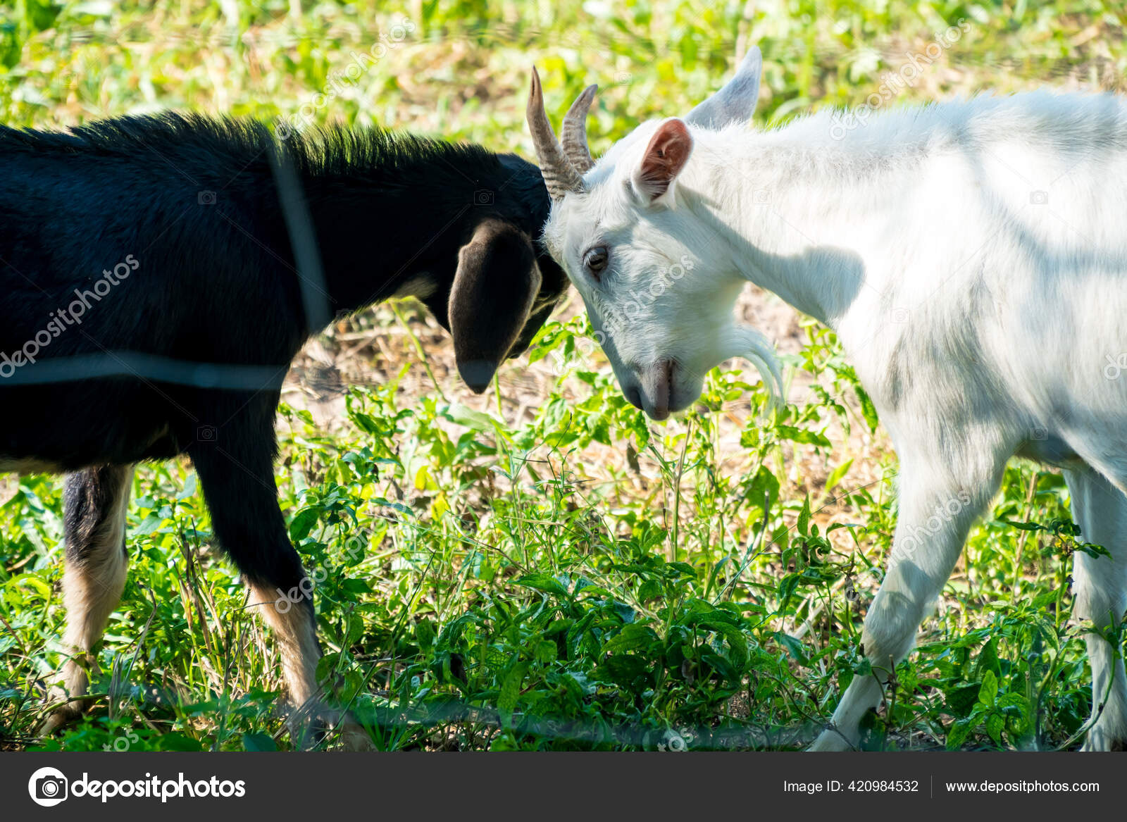 белая коза. коза черно белая порода. дикая белая коза. черный козлик. коза черная безрогая.