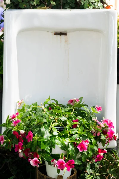 Old Urinal Decorated Pink Periwinkle — Stock Photo, Image