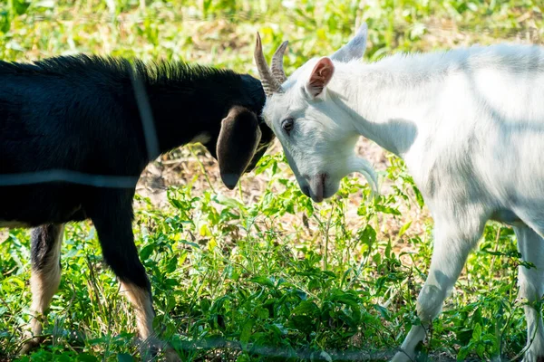Black goat and white goat are fighting